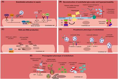 Endothelial dysfunction and immunothrombosis in sepsis